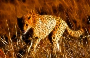 en cheetah