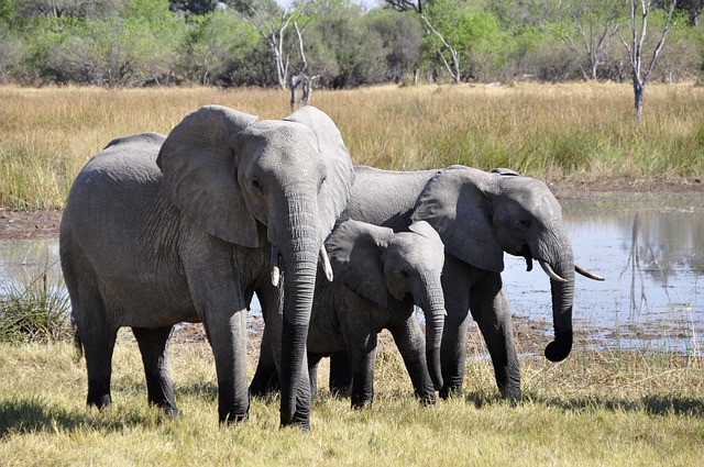 tre-elefanter
